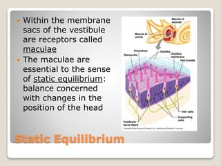 Static Equilibrium
 Within the membrane
sacs of the vestibule
are receptors called
maculae
 The maculae are
essential to the sense
of static equilibrium:
balance concerned
with changes in the
position of the head
 