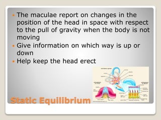 Static Equilibrium
 The maculae report on changes in the
position of the head in space with respect
to the pull of gravity when the body is not
moving
 Give information on which way is up or
down
 Help keep the head erect
 