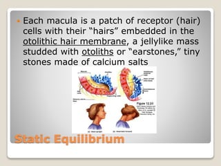 Static Equilibrium
 Each macula is a patch of receptor (hair)
cells with their “hairs” embedded in the
otolithic hair membrane, a jellylike mass
studded with otoliths or “earstones,” tiny
stones made of calcium salts
 