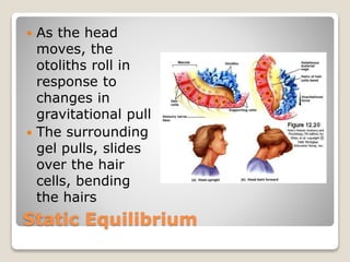 Static Equilibrium
 As the head
moves, the
otoliths roll in
response to
changes in
gravitational pull
 The surrounding
gel pulls, slides
over the hair
cells, bending
the hairs
 