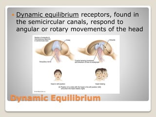 Dynamic Equilibrium
 Dynamic equilibrium receptors, found in
the semicircular canals, respond to
angular or rotary movements of the head
 