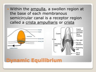 Dynamic Equilibrium
 Within the ampulla, a swollen region at
the base of each membranous
semicircular canal is a receptor region
called a crista ampulliaris or crista
 