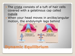 Dynamic Equilibrium
 The crista consists of a tuft of hair cells
covered with a gelatinous cap called
cupula
 When your head moves in arclike/angular
motion, the endolymph lags behind
 
