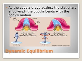 Dynamic Equilibrium
 As the cupula drags against the stationary
endolymph the cupula bends with the
body’s motion
 