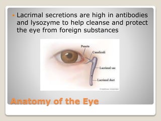 Anatomy of the Eye
 Lacrimal secretions are high in antibodies
and lysozyme to help cleanse and protect
the eye from foreign substances
 
