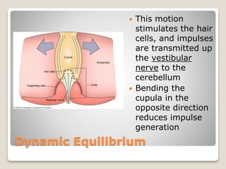 Dynamic Equilibrium
 This motion
stimulates the hair
cells, and impulses
are transmitted up
the vestibular
nerve to the
cerebellum
 Bending the
cupula in the
opposite direction
reduces impulse
generation
 