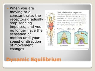 Dynamic Equilibrium
 When you are
moving at a
constant rate, the
receptors gradually
stop sending
impulses, and you
no longer have the
sensation of
motion until your
speed or direction
of movement
changes
 