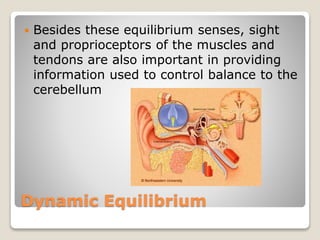 Dynamic Equilibrium
 Besides these equilibrium senses, sight
and proprioceptors of the muscles and
tendons are also important in providing
information used to control balance to the
cerebellum
 