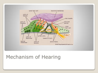 Mechanism of Hearing
 