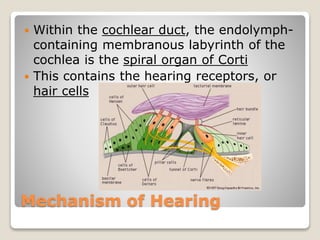 Mechanism of Hearing
 Within the cochlear duct, the endolymph-
containing membranous labyrinth of the
cochlea is the spiral organ of Corti
 This contains the hearing receptors, or
hair cells
 