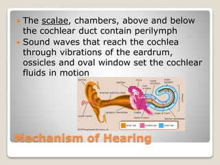Mechanism of Hearing
 The scalae, chambers, above and below
the cochlear duct contain perilymph
 Sound waves that reach the cochlea
through vibrations of the eardrum,
ossicles and oval window set the cochlear
fluids in motion
 