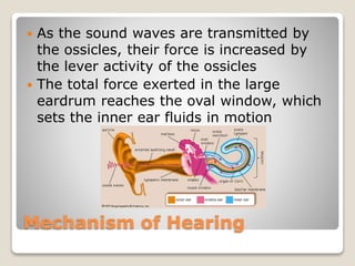Mechanism of Hearing
 As the sound waves are transmitted by
the ossicles, their force is increased by
the lever activity of the ossicles
 The total force exerted in the large
eardrum reaches the oval window, which
sets the inner ear fluids in motion
 
