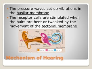 Mechanism of Hearing
 The pressure waves set up vibrations in
the basilar membrane
 The receptor cells are stimulated when
the hairs are bent or tweaked by the
movement of the tectorial membrane
 