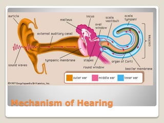 Mechanism of Hearing
 