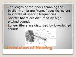Mechanism of Hearing
 The length of the fibers spanning the
basilar membrane “tunes” specific regions
to vibrate at specific frequencies
 Shorter fibers are disturbed by high-
pitched sounds
 Longer fibers are disturbed by low-pitched
sounds
 