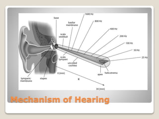 Mechanism of Hearing
 