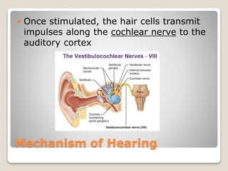 Mechanism of Hearing
 Once stimulated, the hair cells transmit
impulses along the cochlear nerve to the
auditory cortex
 