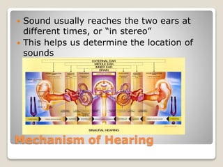 Mechanism of Hearing
 Sound usually reaches the two ears at
different times, or “in stereo”
 This helps us determine the location of
sounds
 