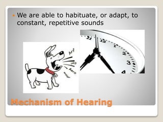 Mechanism of Hearing
 We are able to habituate, or adapt, to
constant, repetitive sounds
 
