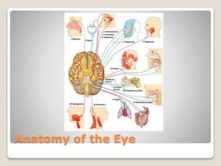 Anatomy of the Eye
 