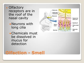 Olfaction - Smell
 Olfactory
receptors are in
the roof of the
nasal cavity
Neurons with
long cilia
Chemicals must
be dissolved in
mucus for
detection
 