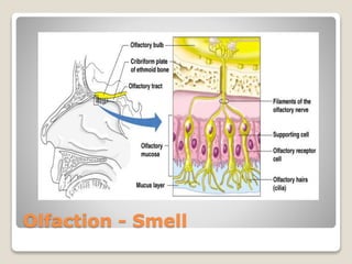 Olfaction - Smell
 