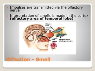 Olfaction - Smell
 Impulses are transmitted via the olfactory
nerve
 Interpretation of smells is made in the cortex
(olfactory area of temporal lobe)
 