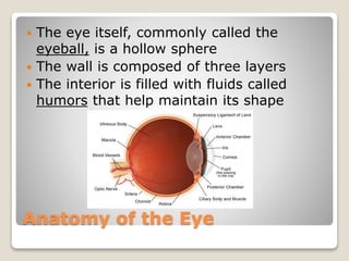 Anatomy of the Eye
 The eye itself, commonly called the
eyeball, is a hollow sphere
 The wall is composed of three layers
 The interior is filled with fluids called
humors that help maintain its shape
 