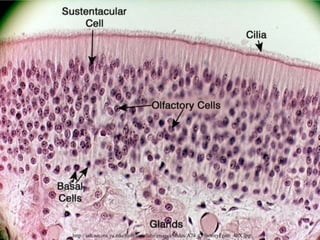http://asb.aecom.yu.edu/histology/labs/images/slides/A74_OlfactoryEpith_40X.jpg
 