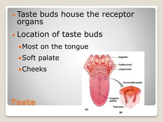Taste
 Taste buds house the receptor
organs
 Location of taste buds
Most on the tongue
Soft palate
Cheeks
 