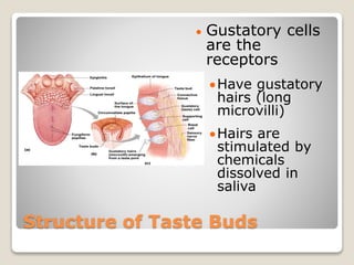 Structure of Taste Buds
 Gustatory cells
are the
receptors
Have gustatory
hairs (long
microvilli)
Hairs are
stimulated by
chemicals
dissolved in
saliva
 