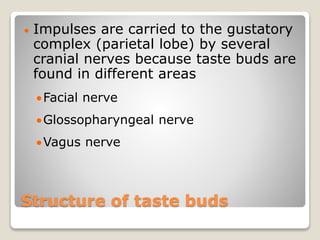 Structure of taste buds
 Impulses are carried to the gustatory
complex (parietal lobe) by several
cranial nerves because taste buds are
found in different areas
Facial nerve
Glossopharyngeal nerve
Vagus nerve
 