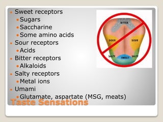 Taste Sensations
 Sweet receptors
Sugars
Saccharine
Some amino acids
 Sour receptors
Acids
 Bitter receptors
Alkaloids
 Salty receptors
Metal ions
 Umami
Glutamate, aspartate (MSG, meats)
 