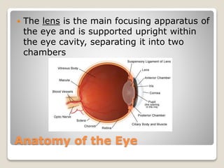 Anatomy of the Eye
 The lens is the main focusing apparatus of
the eye and is supported upright within
the eye cavity, separating it into two
chambers
 