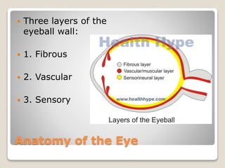 Anatomy of the Eye
 Three layers of the
eyeball wall:
 1. Fibrous
 2. Vascular
 3. Sensory
 