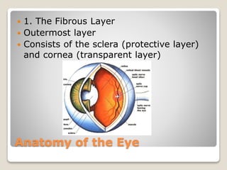 Anatomy of the Eye
 1. The Fibrous Layer
 Outermost layer
 Consists of the sclera (protective layer)
and cornea (transparent layer)
 