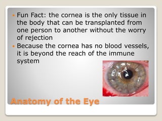 Anatomy of the Eye
 Fun Fact: the cornea is the only tissue in
the body that can be transplanted from
one person to another without the worry
of rejection
 Because the cornea has no blood vessels,
it is beyond the reach of the immune
system
 