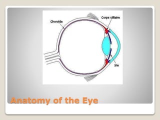 Anatomy of the Eye
 