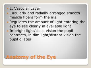 Anatomy of the Eye
 2. Vascular Layer
 Circularly and radially arranged smooth
muscle fibers form the iris
 Regulates the amount of light entering the
eye to see clearly in available light
 In bright light/close vision the pupil
contracts, in dim light/distant vision the
pupil dilates
 