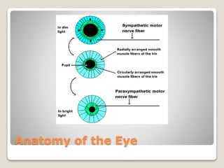 Anatomy of the Eye
 