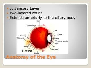 Anatomy of the Eye
 3. Sensory Layer
 Two-layered retina
 Extends anteriorly to the ciliary body
 