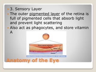 Anatomy of the Eye
 3. Sensory Layer
 The outer pigmented layer of the retina is
full of pigmented cells that absorb light
and prevent light scattering
 Also act as phagocytes, and store vitamin
A
 