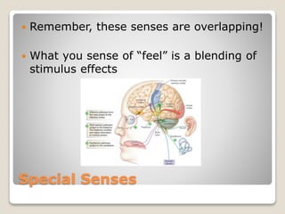 Special Senses
 Remember, these senses are overlapping!
 What you sense of “feel” is a blending of
stimulus effects
 