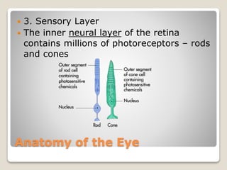 Anatomy of the Eye
 3. Sensory Layer
 The inner neural layer of the retina
contains millions of photoreceptors – rods
and cones
 
