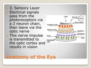 Anatomy of the Eye
 3. Sensory Layer
 Electrical signals
pass from the
photoreceptors via
a 2 neuron chain,
then leave via the
optic nerve
 This nerve impulse
is transmitted to
the optic cortex and
results in vision
 