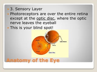 Anatomy of the Eye
 3. Sensory Layer
 Photoreceptors are over the entire retina
except at the optic disc, where the optic
nerve leaves the eyeball
 This is your blind spot!
 