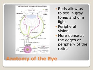 Anatomy of the Eye
 Rods allow us
to see in gray
tones and dim
light
 Peripheral
vision
 More dense at
the edges or
periphery of the
retina
 
