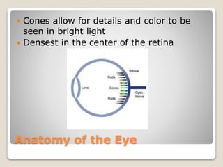 Anatomy of the Eye
 Cones allow for details and color to be
seen in bright light
 Densest in the center of the retina
 