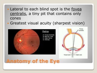 Anatomy of the Eye
 Lateral to each blind spot is the fovea
centralis, a tiny pit that contains only
cones
 Greatest visual acuity (sharpest vision)
 