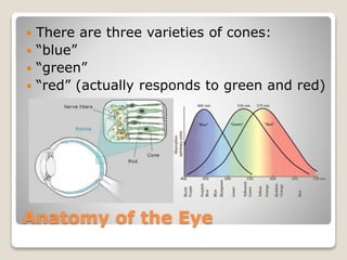 Anatomy of the Eye
 There are three varieties of cones:
 “blue”
 “green”
 “red” (actually responds to green and red)
 